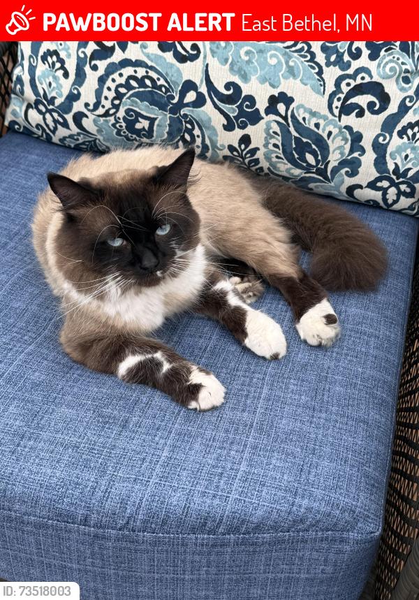 Lost Male Cat last seen Palisade st, East Bethel, MN 55005