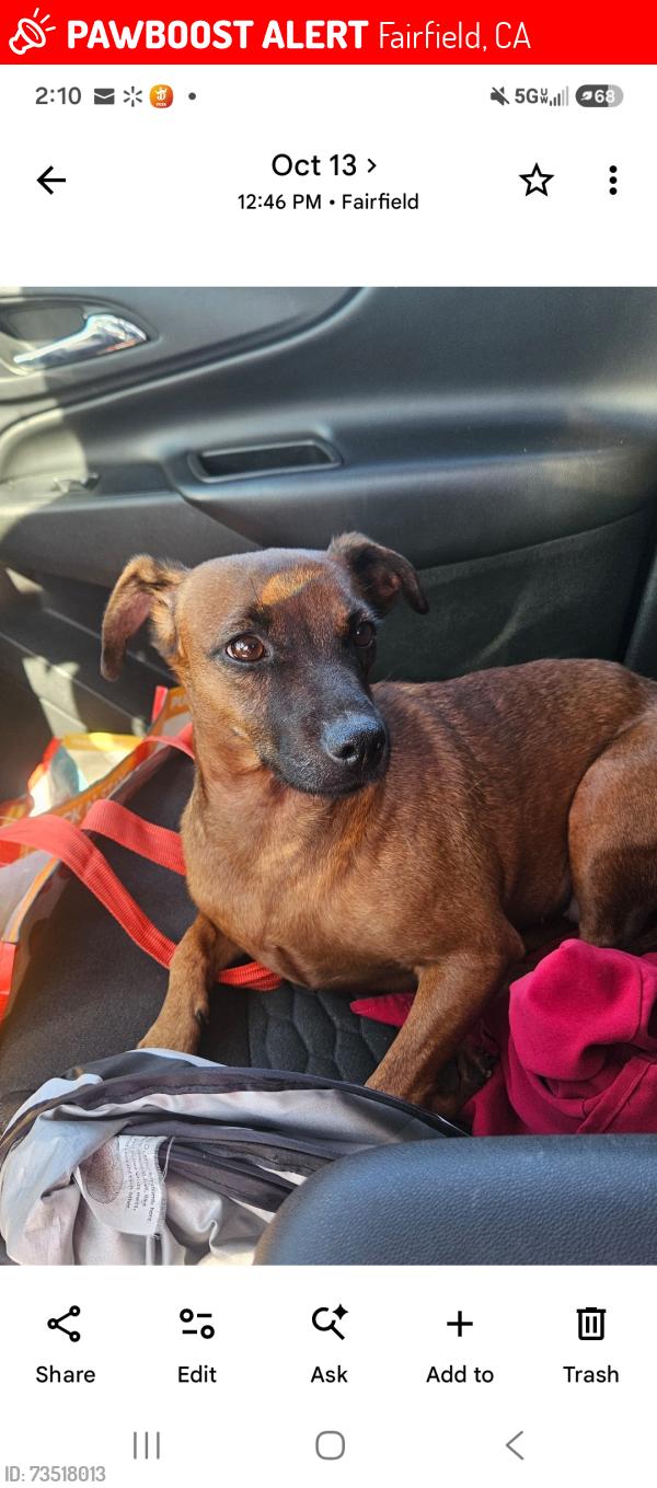 Lost Female Dog last seen E Tabor/ claybank, Fairfield, CA 94533
