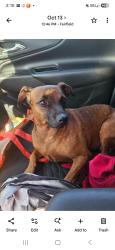 Lost Female Dog last seen E Tabor/ claybank, Fairfield, CA 94533