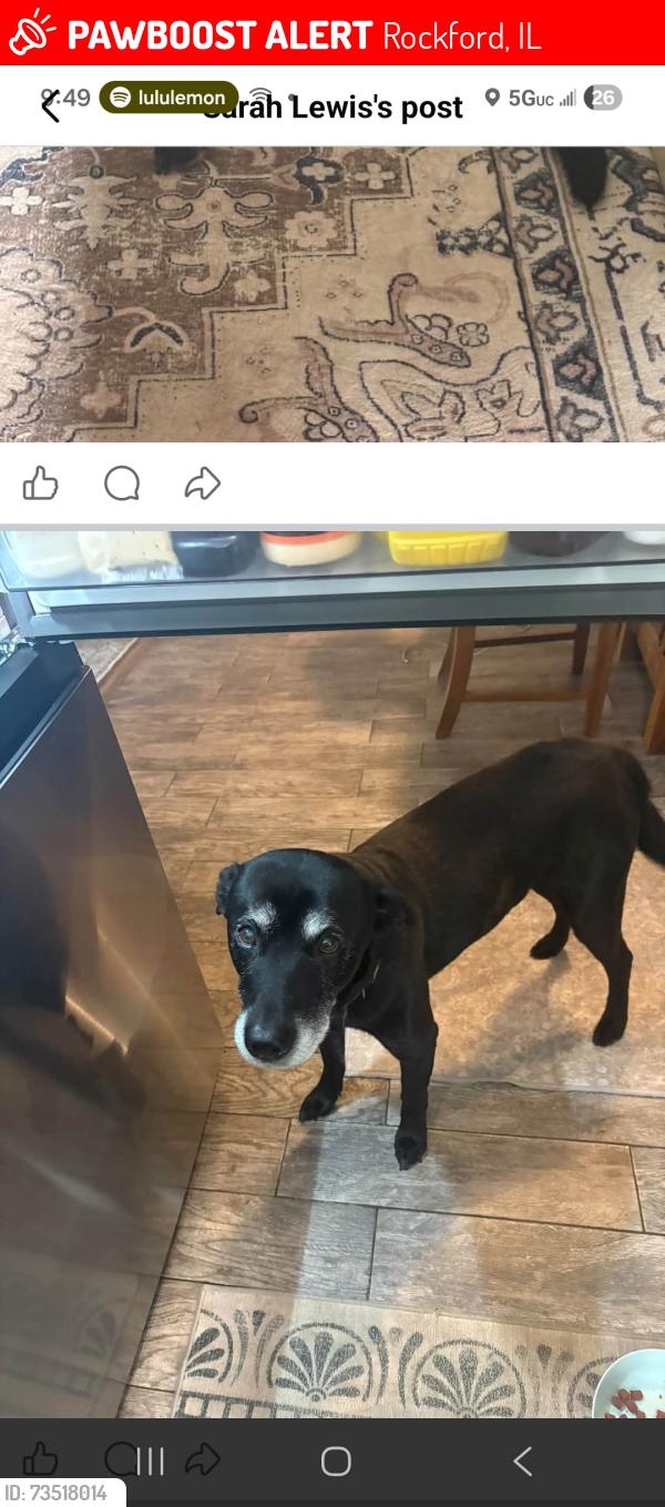 Lost Male Dog last seen Harrison and Colorado, Rockford, IL 61108