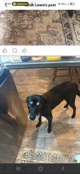 Lost Male Dog last seen Harrison and Colorado, Rockford, IL 61108