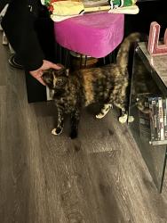 Reunited Female Cat last seen She got lost on the toby st apparments ., Akron, OH 44306