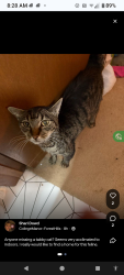 Found/Stray Male Cat last seen South Berry & Imhoff, Norman, OK 73019