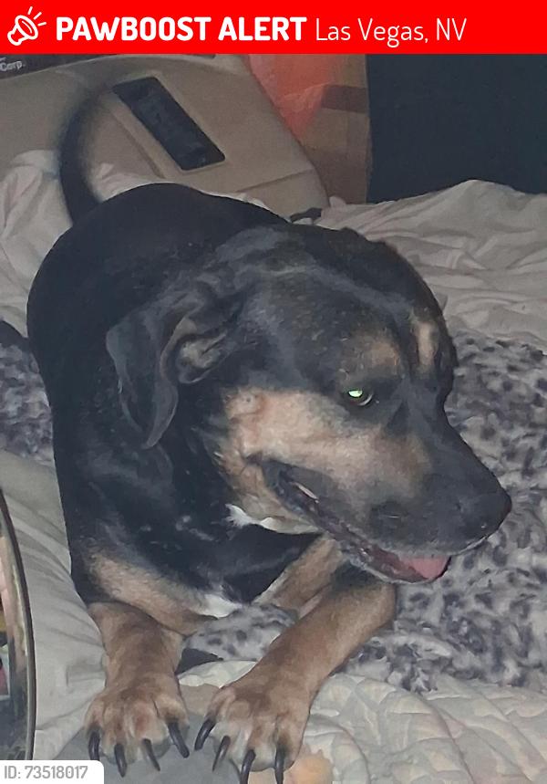 Lost Female Dog last seen Boulder highway & whitney, Las Vegas, NV 89122