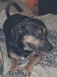 Lost Female Dog last seen Boulder highway & whitney, Las Vegas, NV 89122