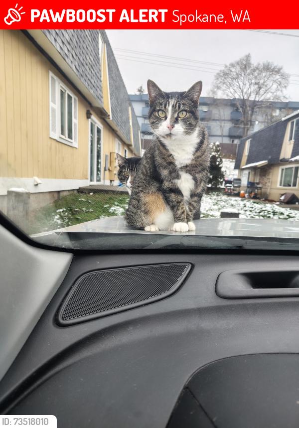 Lost Female Cat last seen Haven and upriver, Spokane, WA 99207