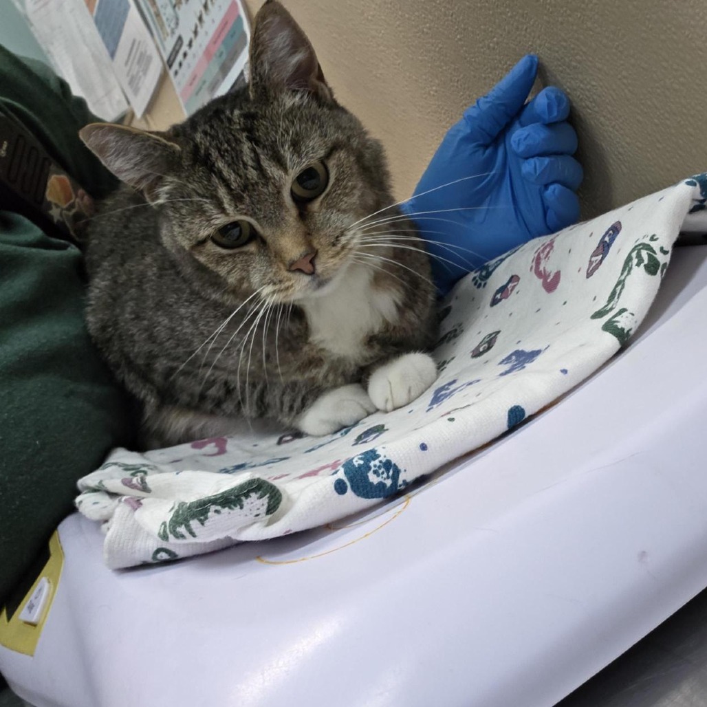 Shelter Stray Female Cat last seen , 2608 Center St, Tacoma, WA 98409, USA