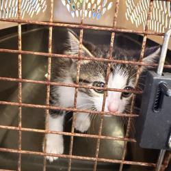 Shelter Stray Female Cat last seen , 244 Georgetown Rd, Jacksonville, NC 28540, USA