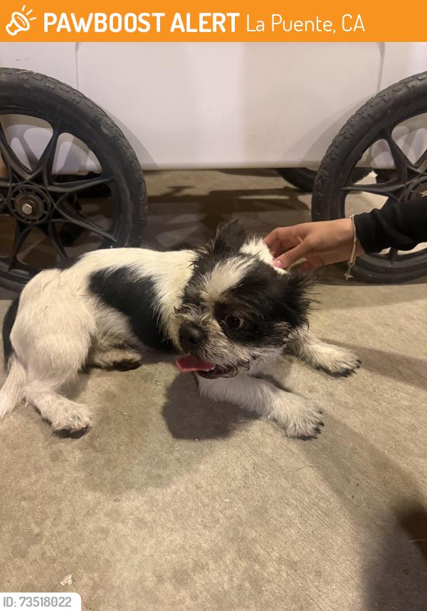 Found/Stray Male Dog last seen Fairgrove and Indian summer, La Puente, CA 91744