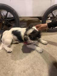 Found/Stray Male Dog last seen Fairgrove and Indian summer, La Puente, CA 91744