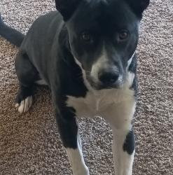 Lost Male Dog last seen Near Thorpe rd on fish lake trail, Spokane, WA 99204