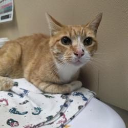 Shelter Stray Male Cat last seen , 2608 Center St, Tacoma, WA 98409, USA