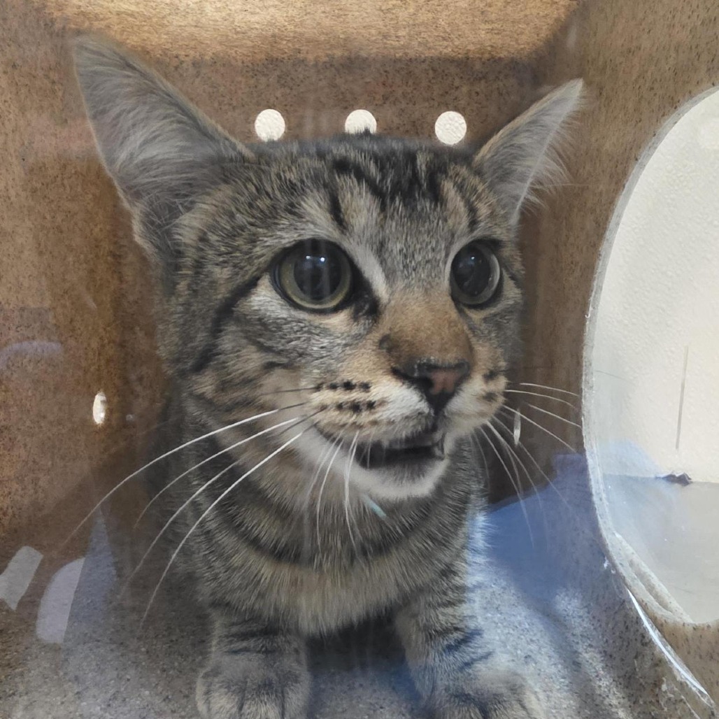 Shelter Stray Female Cat last seen , 2608 Center St, Tacoma, WA 98409, USA