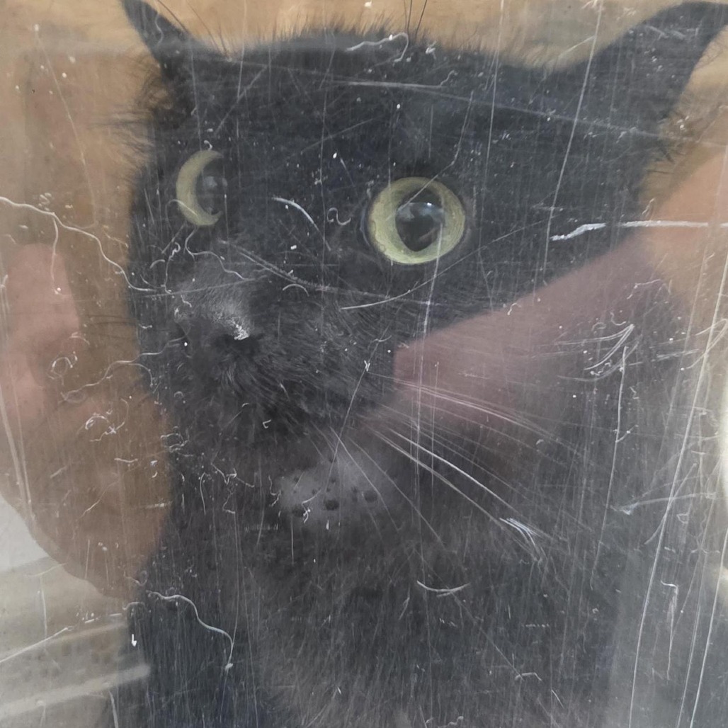 Shelter Stray Unknown Cat last seen , 2608 Center St, Tacoma, WA 98409, USA