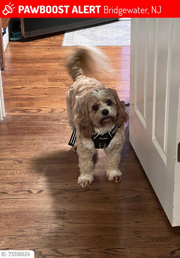 Lost Male Dog last seen Near Washington valley road Bridgewater, Bridgewater, NJ 08807