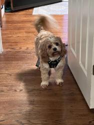 Lost Male Dog last seen Near Washington valley road Bridgewater, Bridgewater, NJ 08807
