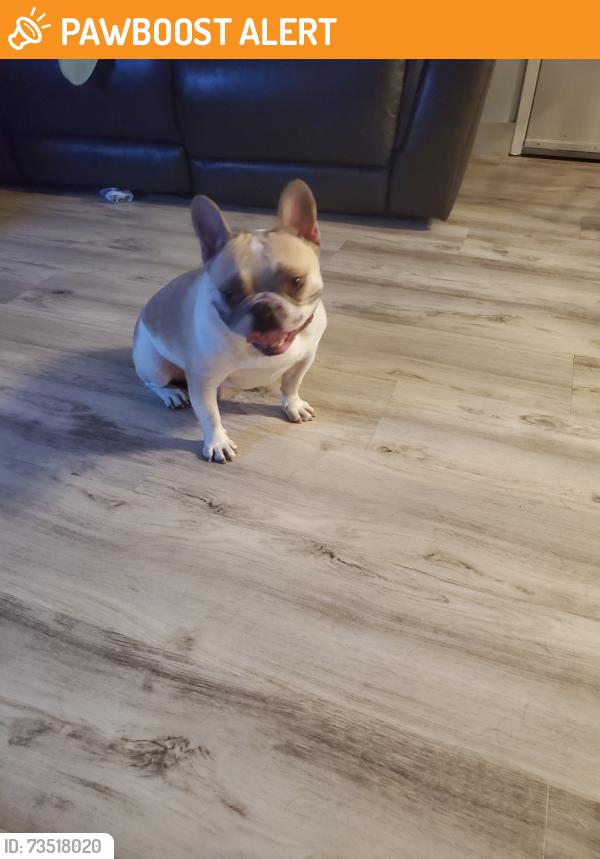 Found/Stray Male Dog last seen Citrus st west sacramento, West Sacramento, CA 95605