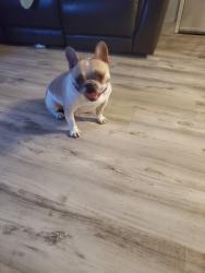 Found/Stray Male Dog last seen Citrus st west sacramento, West Sacramento, CA 95605