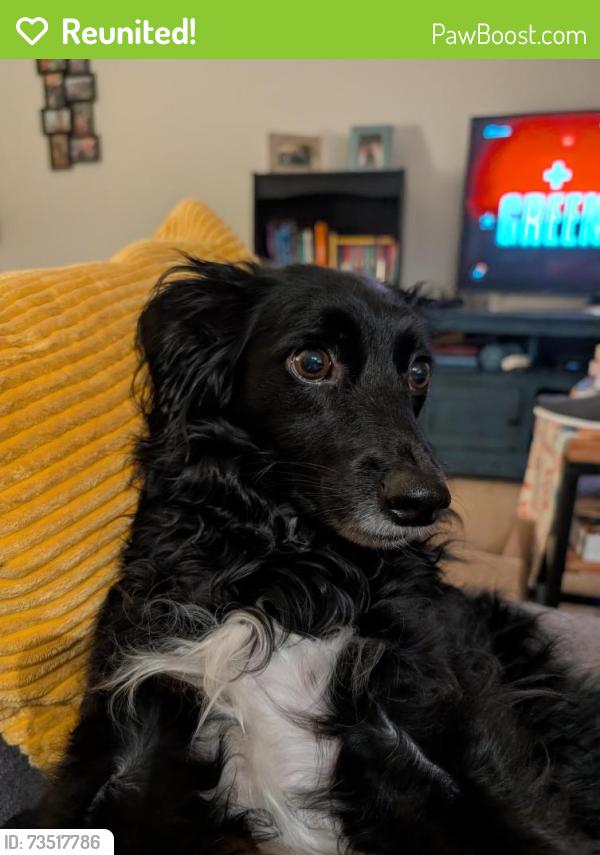 Reunited Female Dog last seen Giant Grocery Store on S Glebe, Arlington, VA 22206
