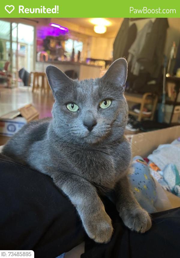 Reunited Female Cat last seen Morse-Merryman and Boulavard. Near LBA Woods and McKenny Elementary., Olympia, WA 98501