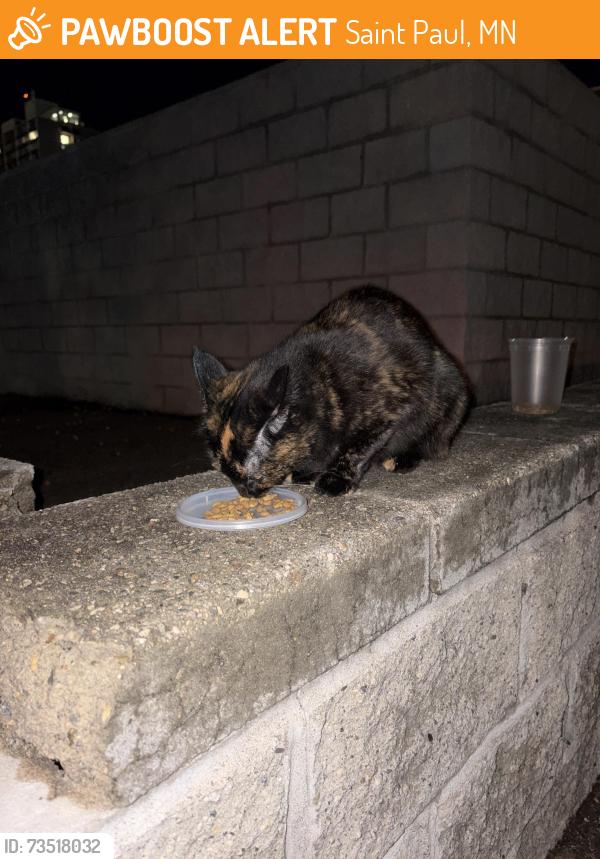Found/Stray Unknown Cat last seen Ford and mt curve blvd, Saint Paul, MN 55116