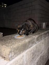 Found/Stray Unknown Cat last seen Ford and mt curve blvd, Saint Paul, MN 55116
