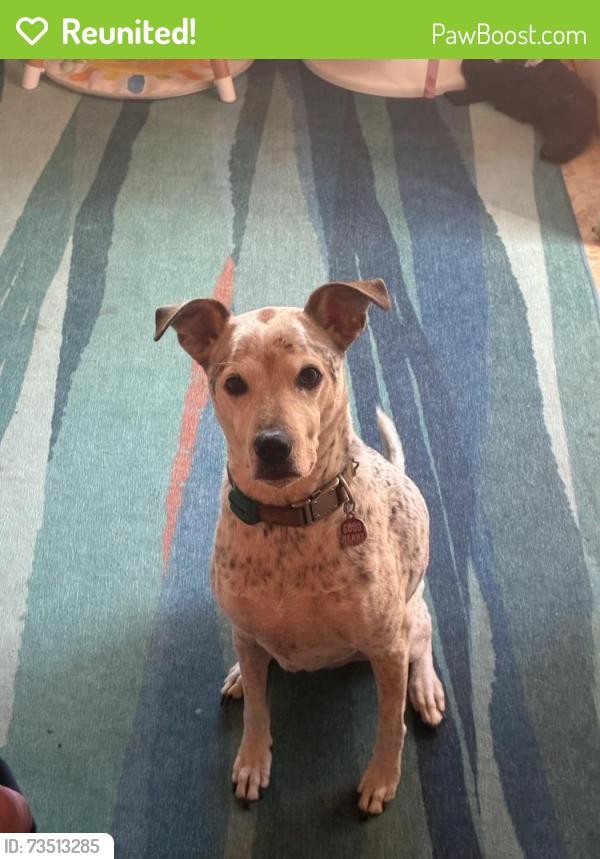 Reunited Male Dog last seen Bruce Randolph and Madison, Denver, CO 80205