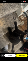 Lost Male Cat last seen Heatherview St, Jackson Township, OH 44646