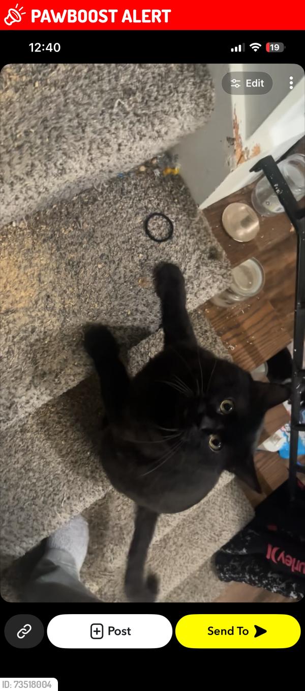 Lost Male Cat last seen Heatherview St, Jackson Township, OH 44646