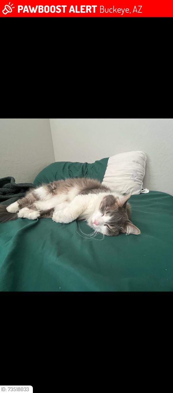 Lost Male Cat last seen Mohave st & S 218th ave, Buckeye, AZ 85326