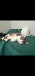 Lost Male Cat last seen Mohave st & S 218th ave, Buckeye, AZ 85326
