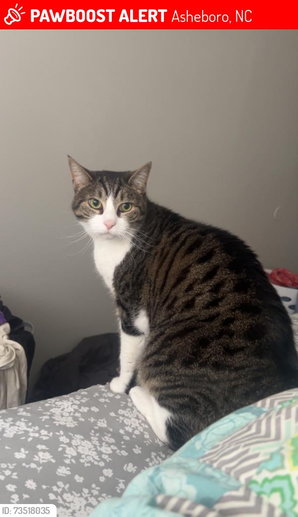 Lost Female Cat last seen Right off 605 east central ave, we’ve tried searching the surrounding tree lines with no lukc, Asheboro, NC 27203
