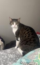 Lost Female Cat last seen Right off 605 east central ave, we’ve tried searching the surrounding tree lines with no lukc, Asheboro, NC 27203
