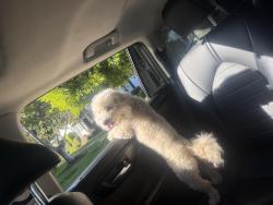 Lost Female Dog last seen High, Philadelphia, PA 19104