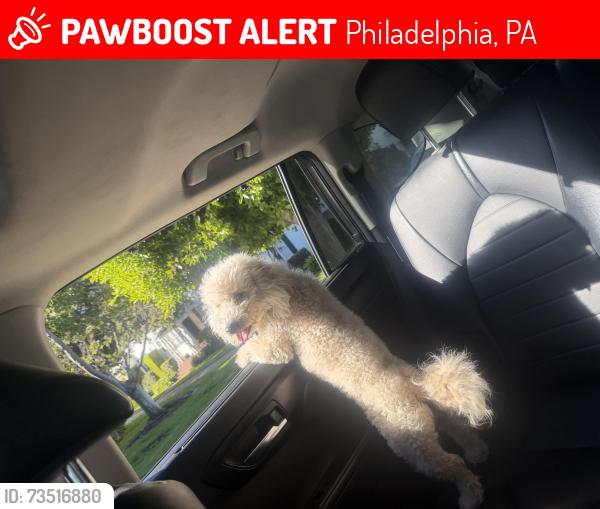 Lost Female Dog last seen High, Philadelphia, PA 19104