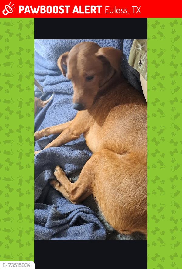 Lost Male Dog last seen Bent Tree Drive & Lakewood Bvd, Euless, TX 76039