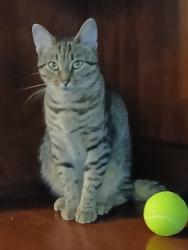 Reunited Female Cat last seen Old Stevens Rd NW, Roanoke, VA 24017, USA, Roanoke, VA 24017