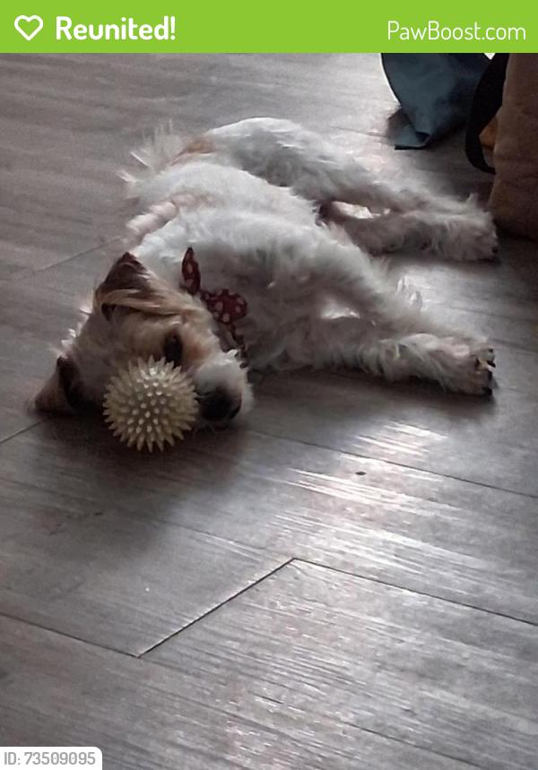 Reunited Male Dog last seen Walmart, Burleson, TX 76028