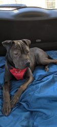 Reunited Female Dog last seen Smith and Bradford, Plainfield, IN 46168