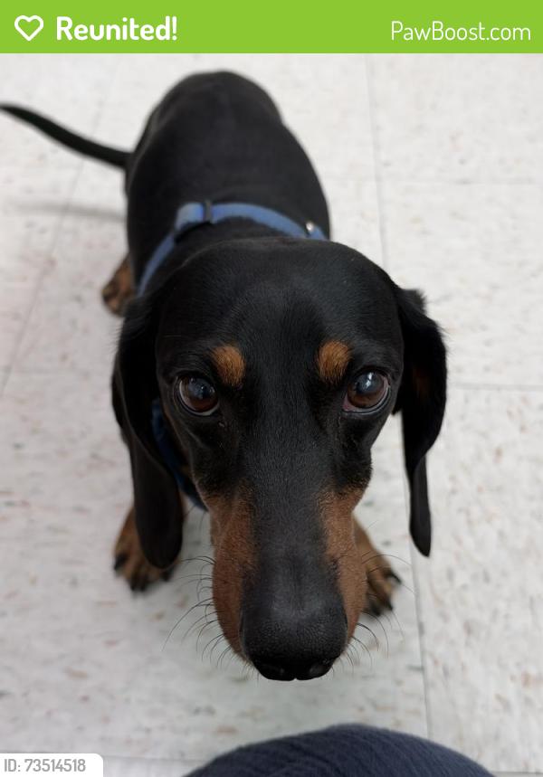 Reunited Unknown Dog last seen Lewis and Downie - Riverdale Elementary, Garden Grove, CA 92843