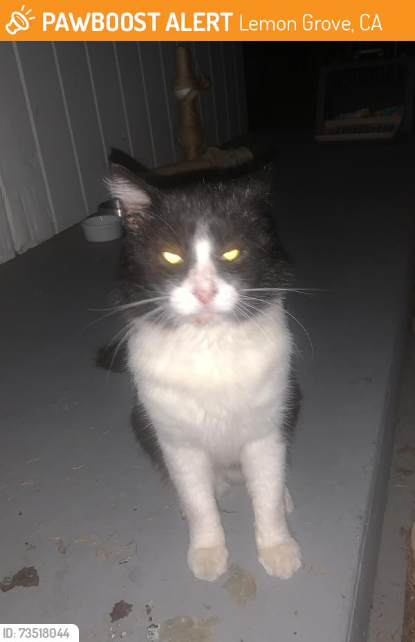 Found/Stray Male Cat last seen Golden Ave and Palm St, Lemon Grove, CA 91945