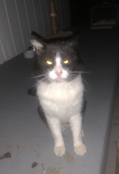 Found/Stray Male Cat last seen Golden Ave and Palm St, Lemon Grove, CA 91945