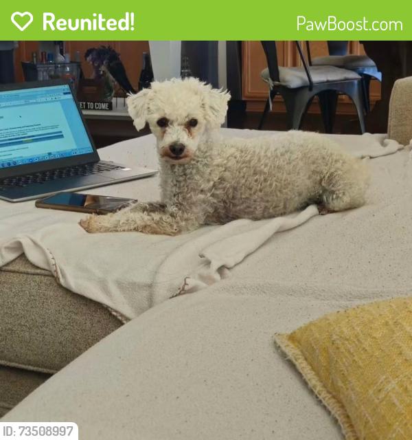 Reunited Female Dog last seen Sequoia springs/ridgemoor rd, Menifee, CA 92584