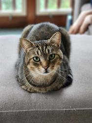 Reunited Male Cat last seen Near Turkey hill on Spring Road in Carlisle, Schlusser, PA 17013