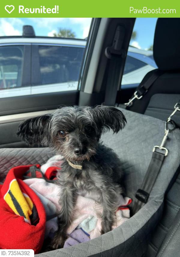 Reunited Female Dog last seen Plaza in winter springs where Marco Pizza is, Winter Springs, FL 32708
