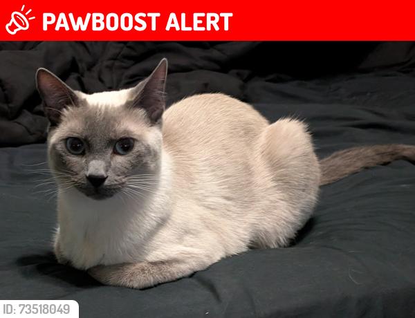 Lost Male Cat last seen Sepulveda Blvd, Manhattan Beach, CA 90266