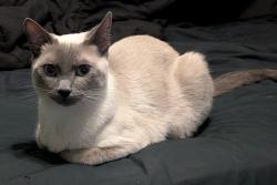 Lost Male Cat last seen Sepulveda Blvd, Manhattan Beach, CA 90266