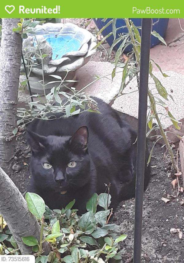 Reunited Male Cat last seen Orchard & Yosemite, Greenwood Village, CO 80111