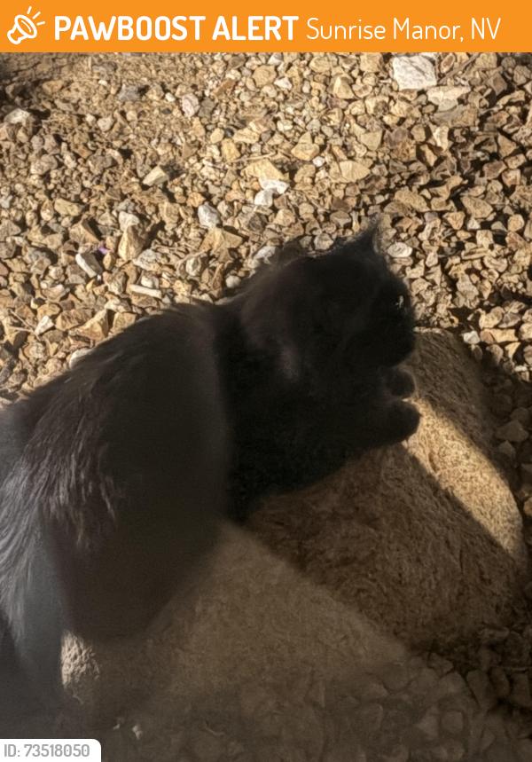 Found/Stray Unknown Cat last seen Hollywood & Lake Mead, Sunrise Manor, NV 89115
