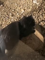 Found/Stray Unknown Cat last seen Hollywood & Lake Mead, Sunrise Manor, NV 89115